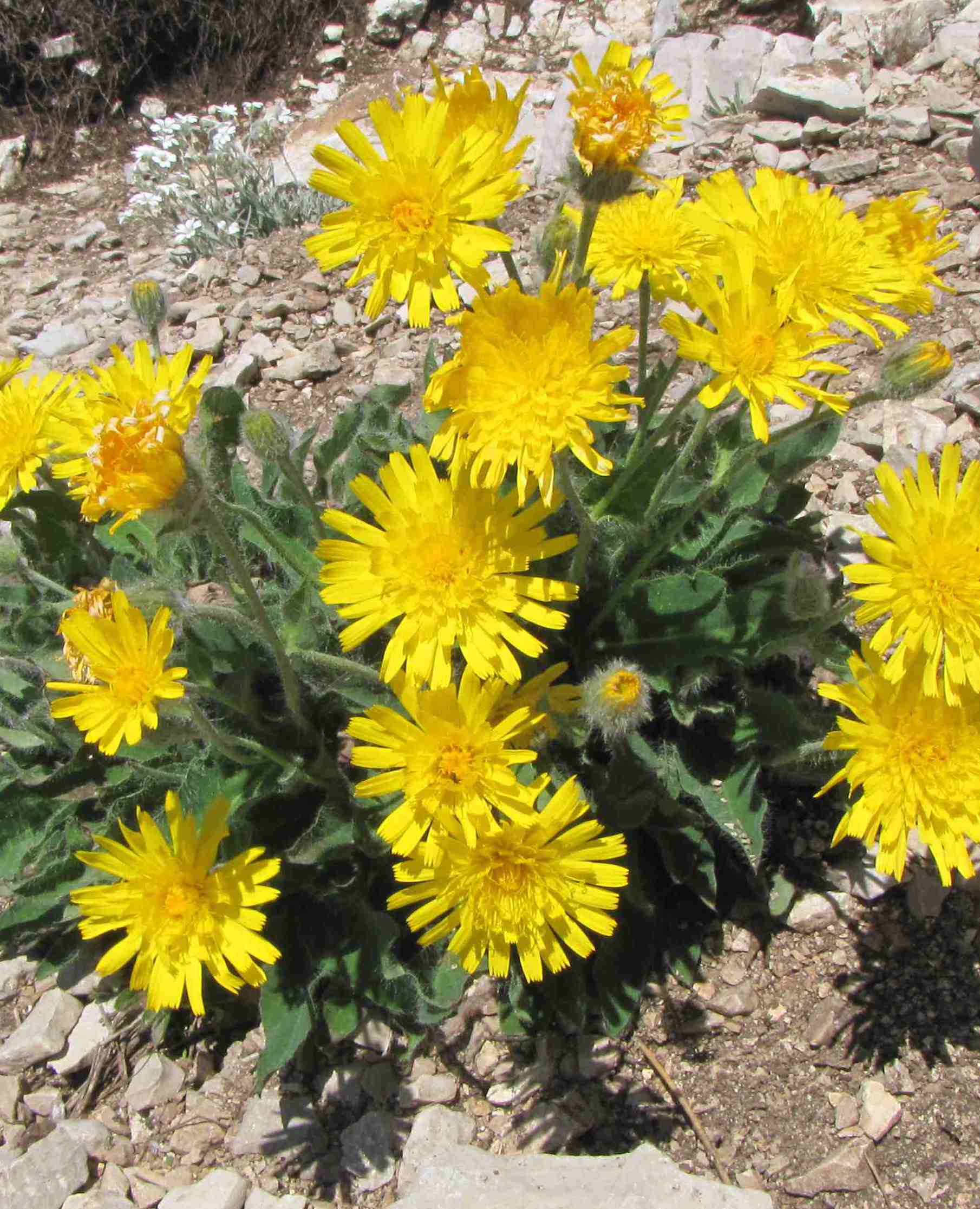 hieracium